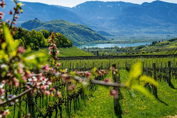 Weinanbau am Kalterer See